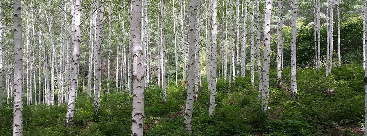 koivumetsä